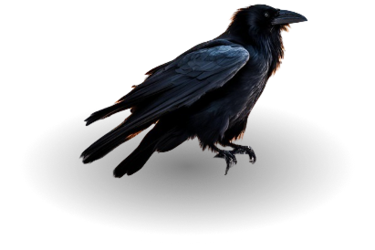 Bran — White Raven